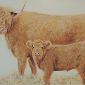 Highland, cattle, cows, farms, awards, calves